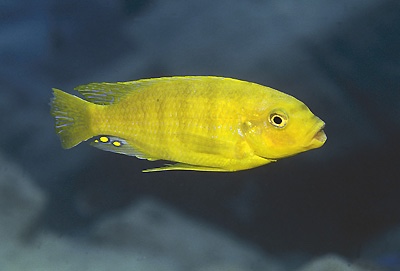 Petrotilapia flaviventris 'Lumbaulo'